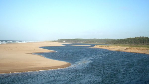 2-chihuahua 2-chihuahua