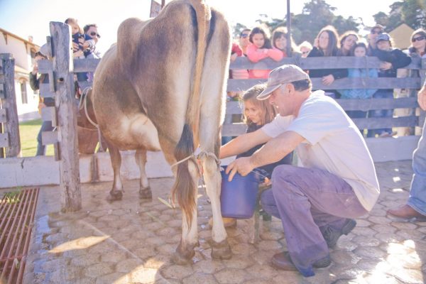 LAPATAIA, 4 LAPATAIA, 4