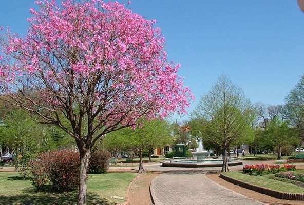 PLAZA