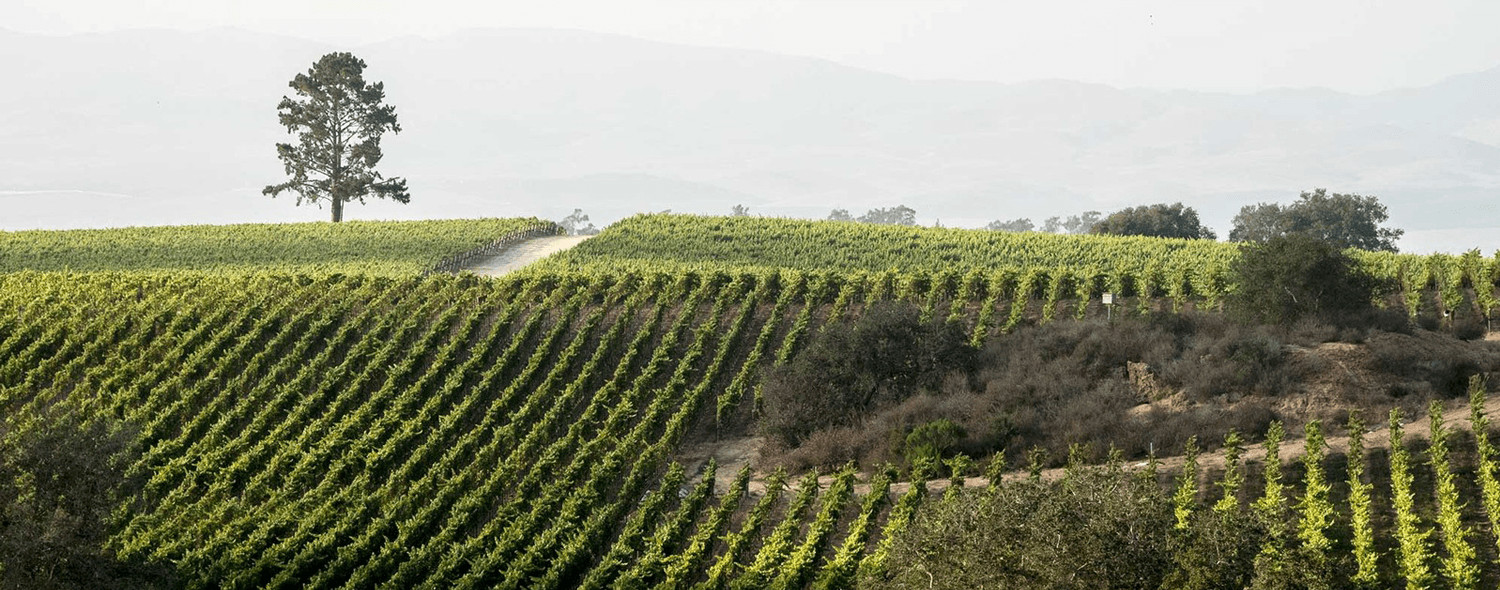 Bodega Sierra Oriental