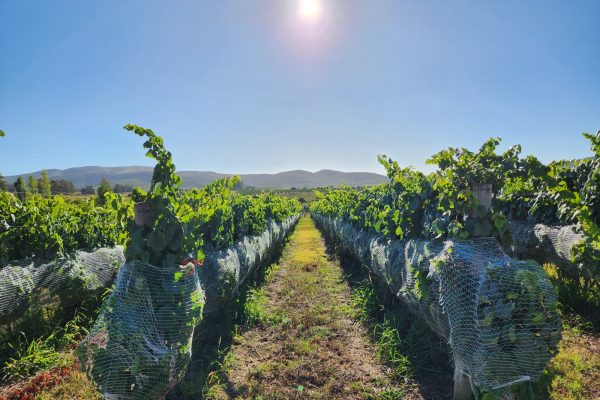 cava de las animas cava de las animas